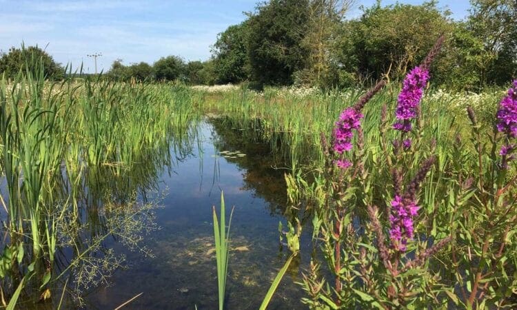 HS2 West Midlands local wildlife