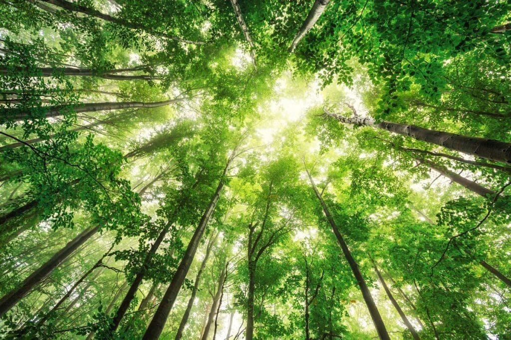 IMAGE-OF-TREES