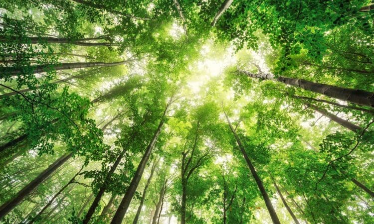 IMAGE-OF-TREES